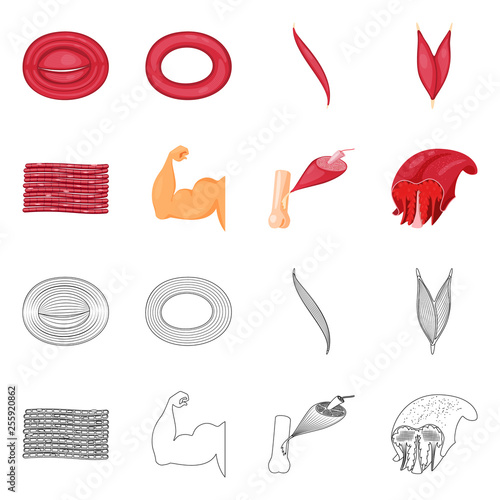 Vector illustration of fiber and muscular sign. Set of fiber and body  stock symbol for web.