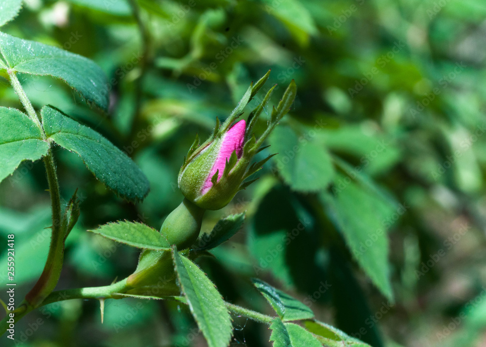 close up of pink rose button near leaves in garden close up of pink rose button near leaves in garden