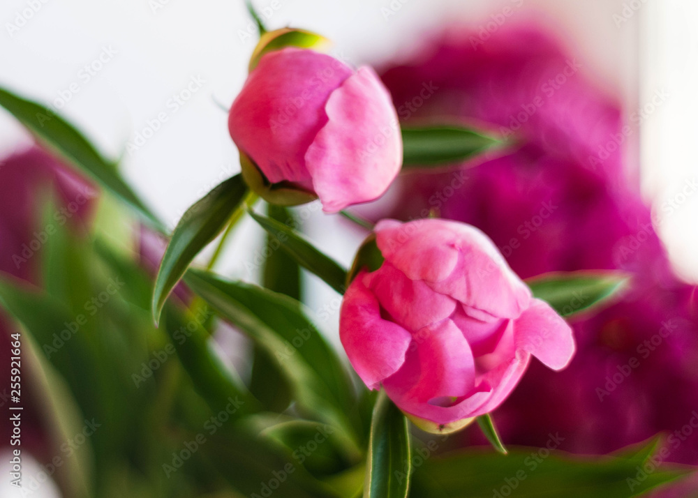 selective focus of pink peonies buds with green leaves