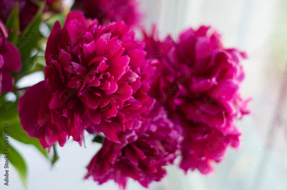 selective focus of pink peonies with green leaves on white selective focus of pink peonies with green leaves on white