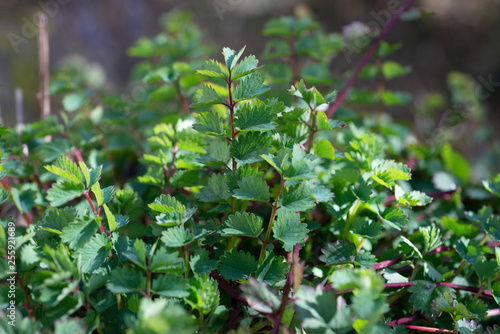 Pimpinelle, Kleiner Wiesenknopf, Wildkraut mit gurkenähnlichem Geschmack, burnet, wild herb