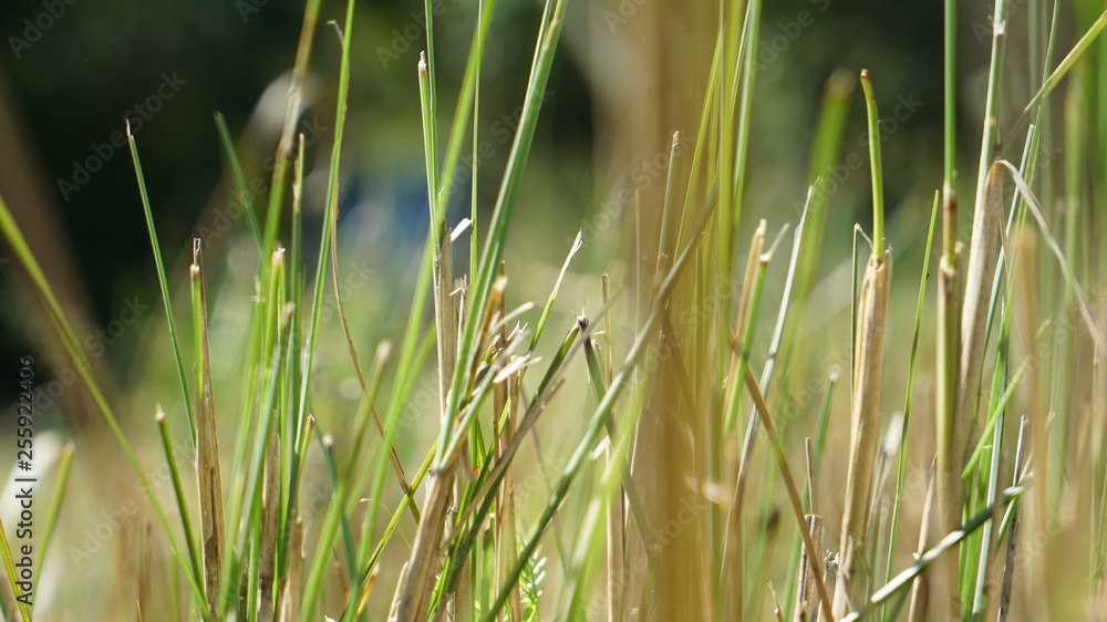 Obraz premium green grass with water drops