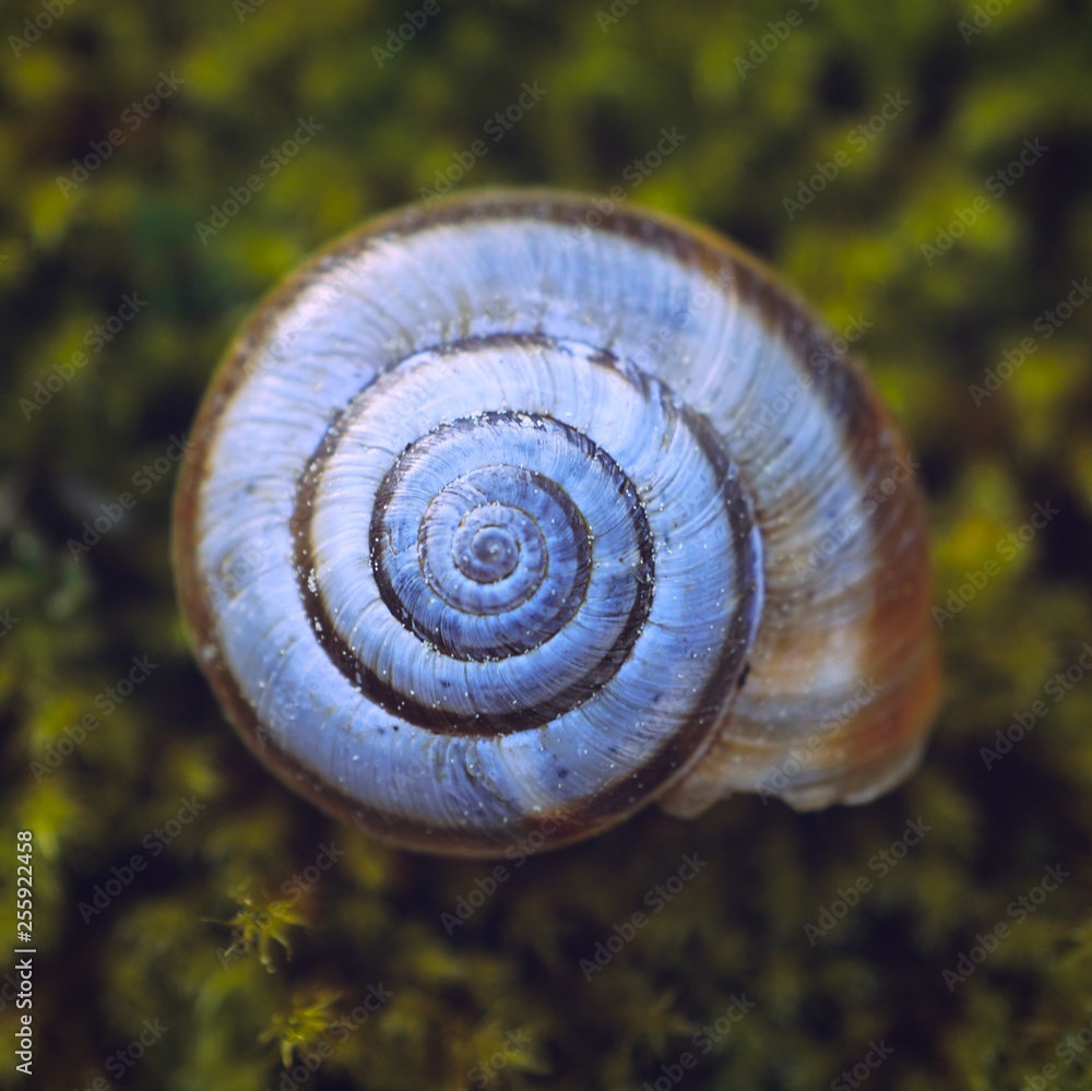 snail in the nature