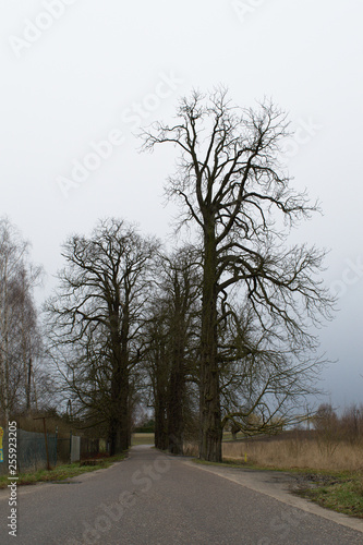 Miighty oaks and narrow road, Chyby, Poznań, Poland