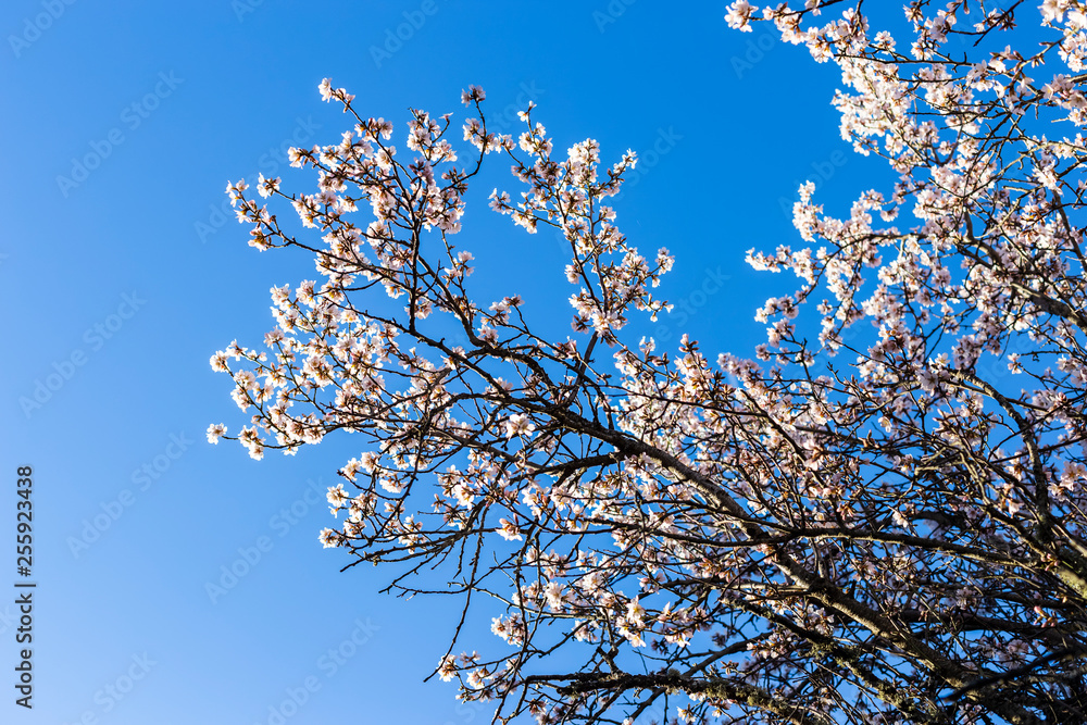 Almendro en flor en Cadalso de los Vidrios. Madrid. España. Europa Almendro en flor en Cadalso de los Vidrios. Madrid. España. Europa