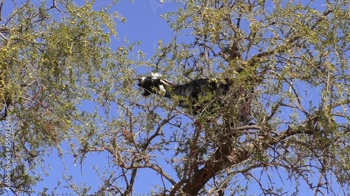 Morocco, Africa. Black goat with white nose and ears climbing argan tree and eating it's fruits or nuts against clear blue sky.