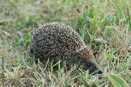Hedgehog in the green grass in the Meadow