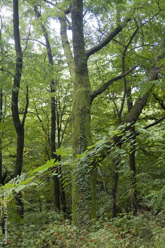 Green forest Green forest