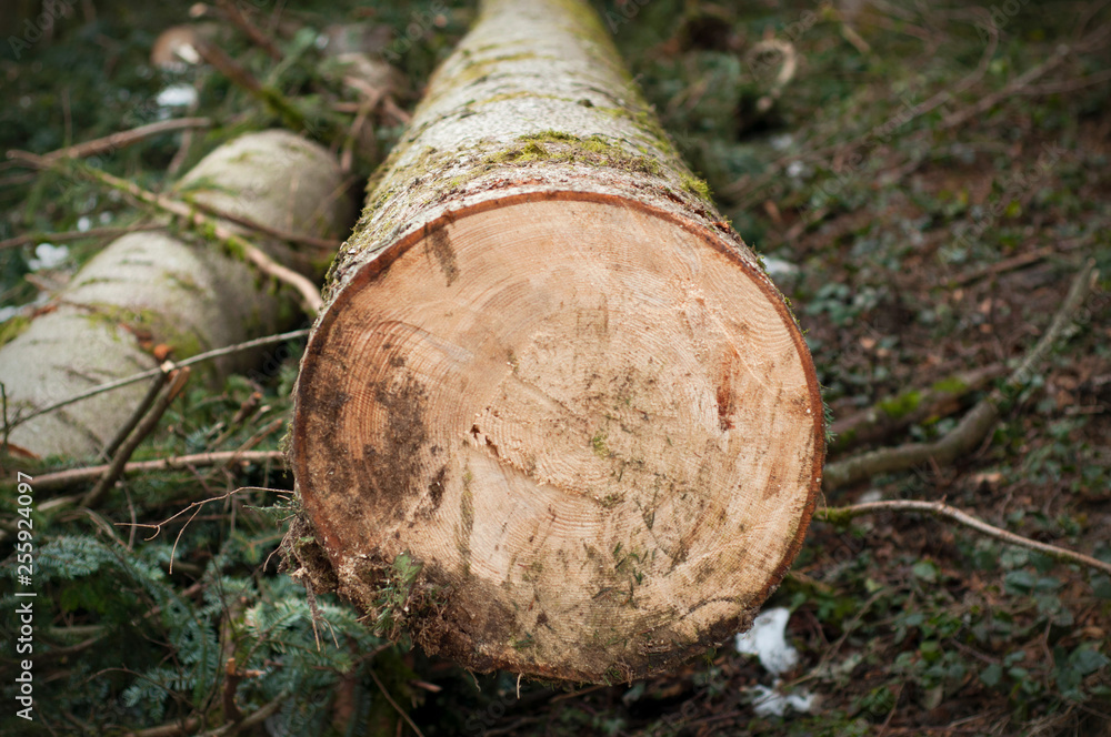 Cut tree trunk in the forest in early spring Cut tree trunk in the forest in early spring