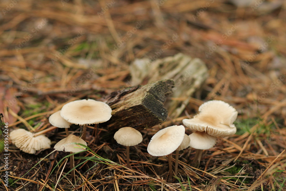 mushrooms in forest mushrooms in forest