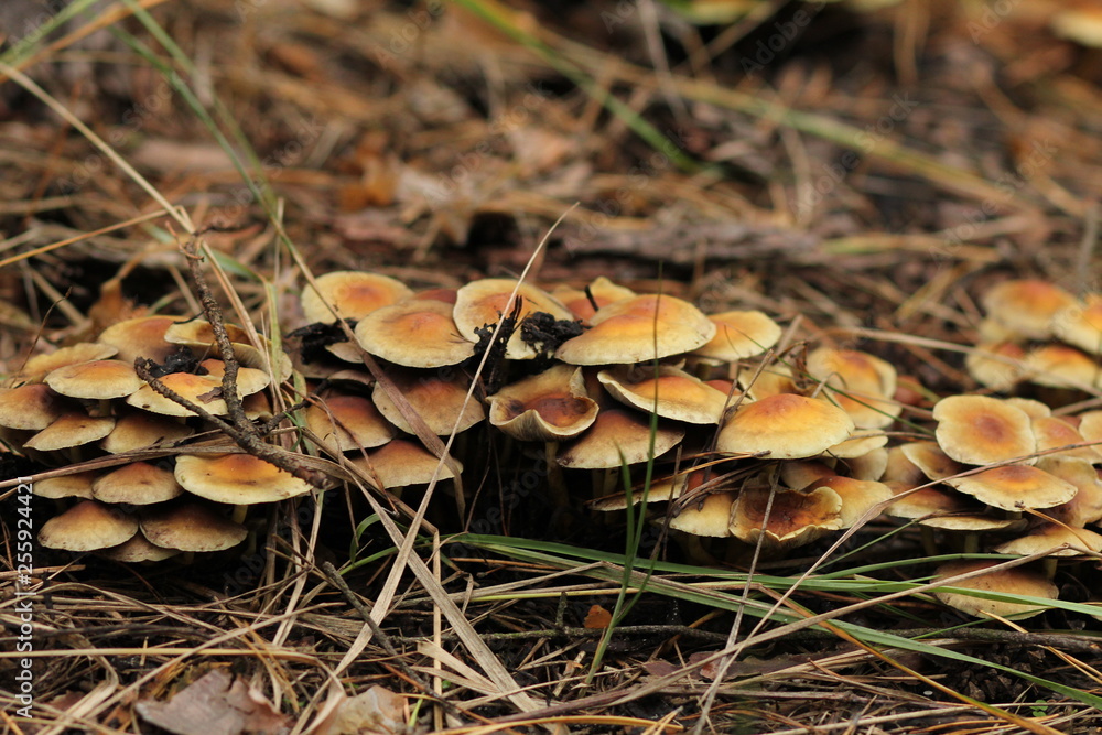 mushroom in forest mushroom in forest