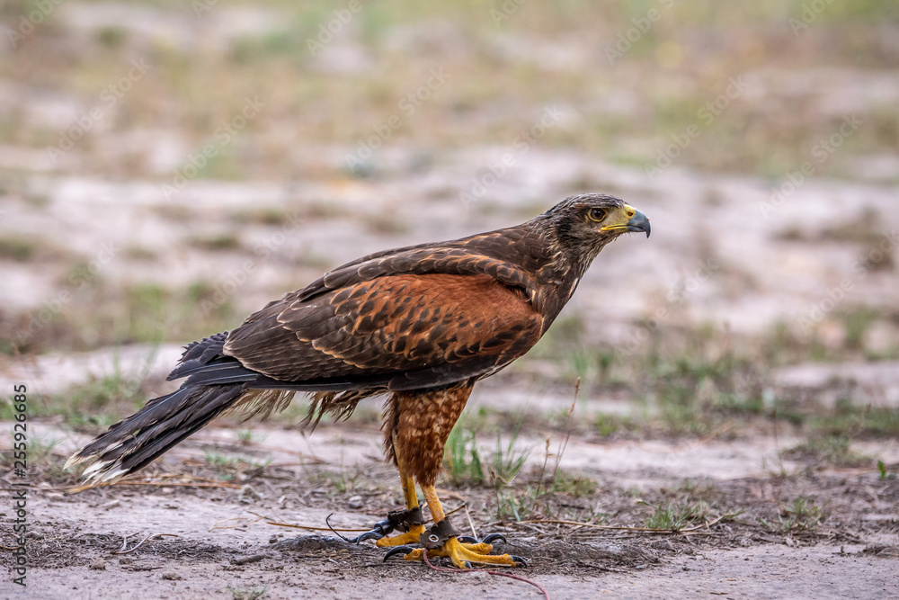 Obraz premium Brown Falcon sitting on branch & gazing at food.