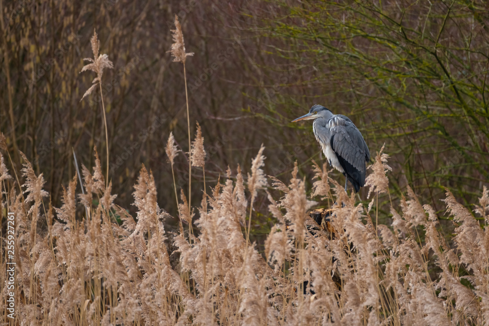 Fototapeta premium Graureiher am Schilffgürtel
