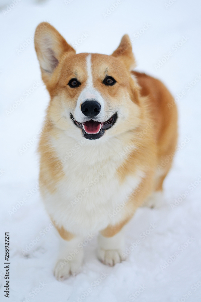Cute dog Corgi walks in the snow and smiles on a sunny day