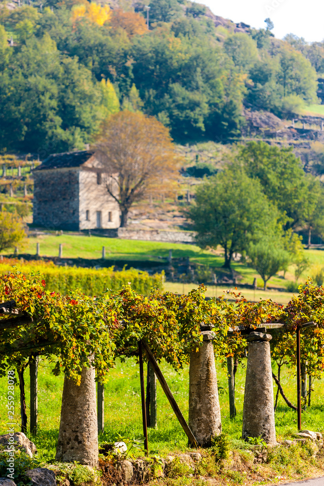 vineyard, Valle d'aosta, Italy vineyard, Valle d'aosta, Italy