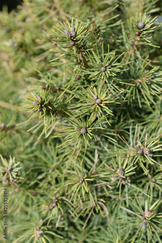 Dwarf Alberta spruce © nahhan