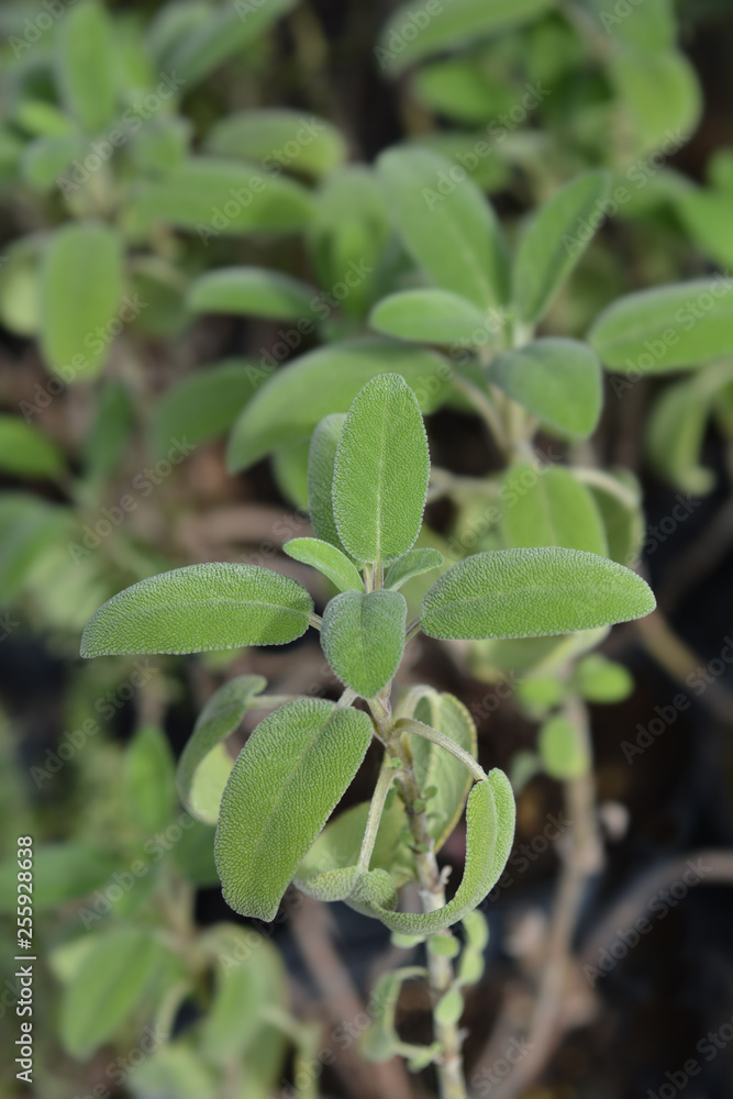 Common sage Common sage