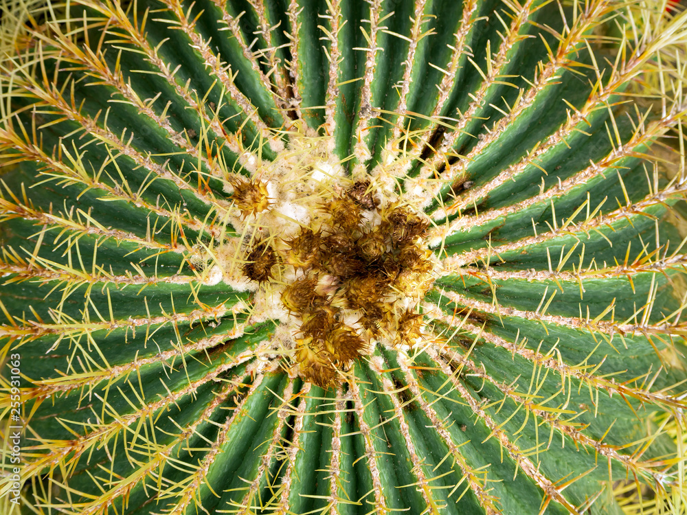 echinopsis formosa cactus echinopsis formosa cactus
