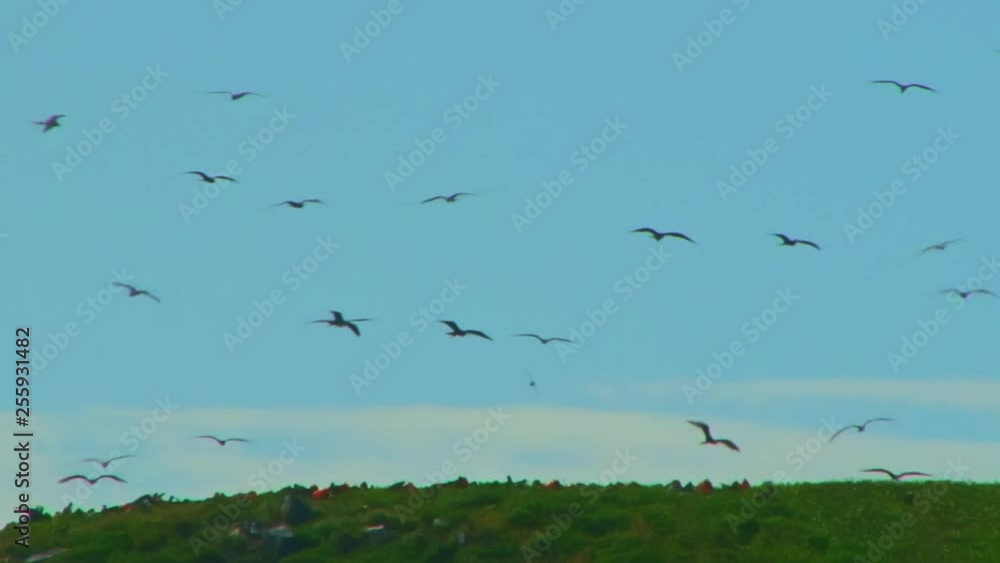 A flock of seabirds fly above the islands of Abrolhos A flock of seabirds fly above the islands of Abrolhos