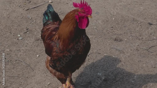 cock bird close up at his place photo