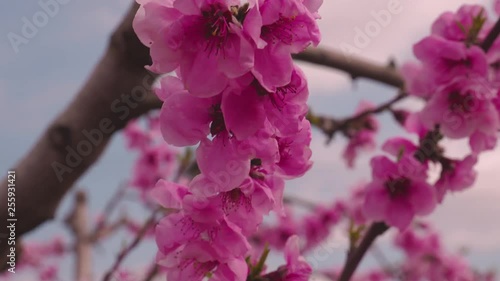 peach tree flower at spring 2 photo