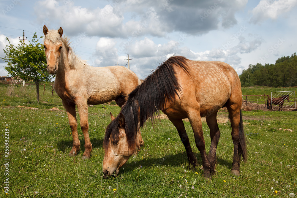 Obraz premium Mare and Her Foal