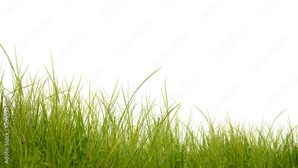 Obraz premium Lush green grass isolated on white background