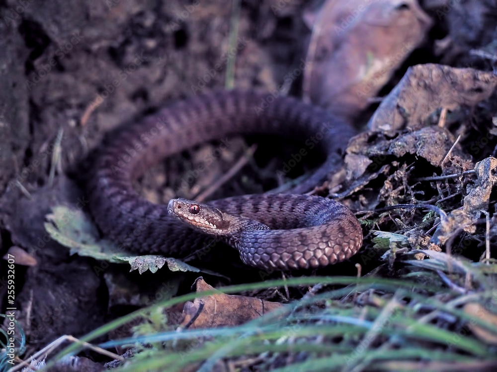 Fototapeta premium Brown snake at the grass near rock
