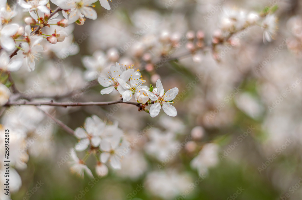 A blooming cherry tree, a branch close-up with white flowers and young green leaves, against the background of green grass A blooming cherry tree, a branch close-up with white flowers and young green leaves, against the background of green grass
