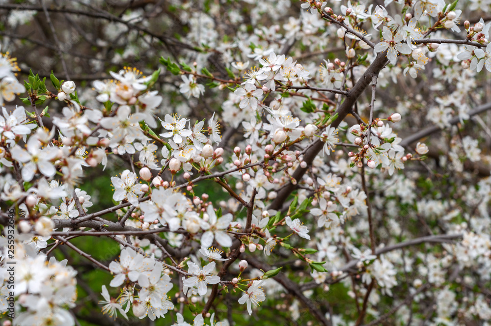 Obraz premium Blossoming cherry tree, a branch close-up with blooming white flowers and young green leaves on a background of blurred white flowers
