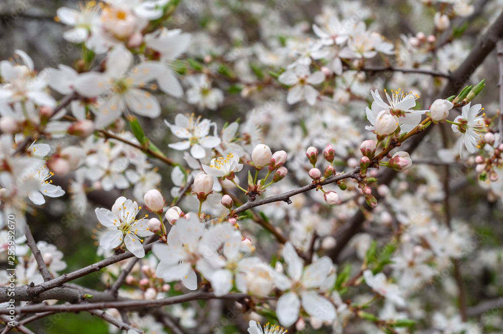 Closeup branch with blooming white flowers and young green leaves against a background of blurred white flowers, blooming cherry tree Closeup branch with blooming white flowers and young green leaves against a background of blurred white flowers, blooming cherry tree
