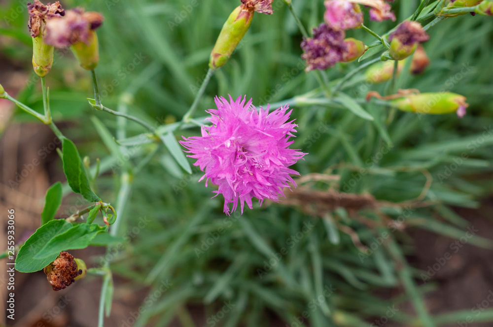 one lilac mimosa flower and many unopened buds one lilac mimosa flower and many unopened buds