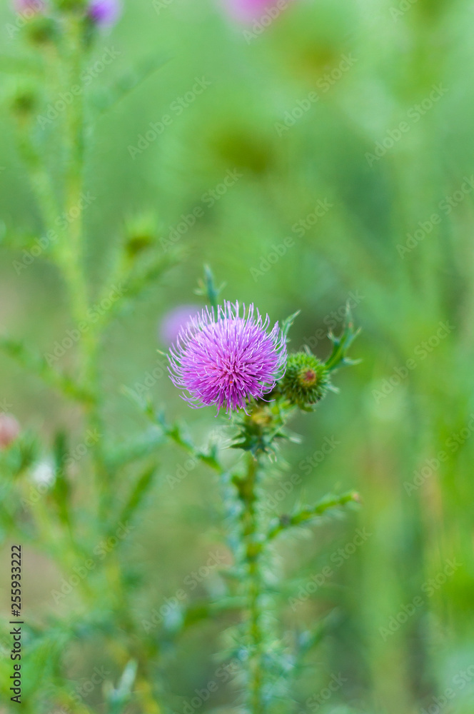 one spear thistle among grass and wild flowers one spear thistle among grass and wild flowers