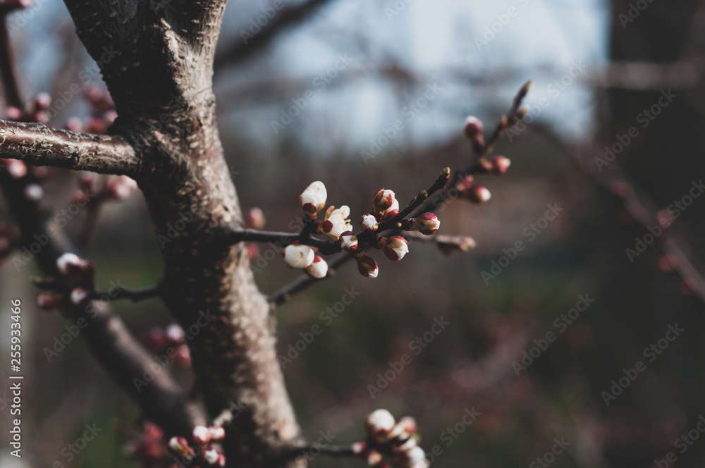 Blossoming cherry tree, a branch close-up with not yet blooming white flowers and young green leaves against a blue sky Blossoming cherry tree, a branch close-up with not yet blooming white flowers and young green leaves against a blue sky