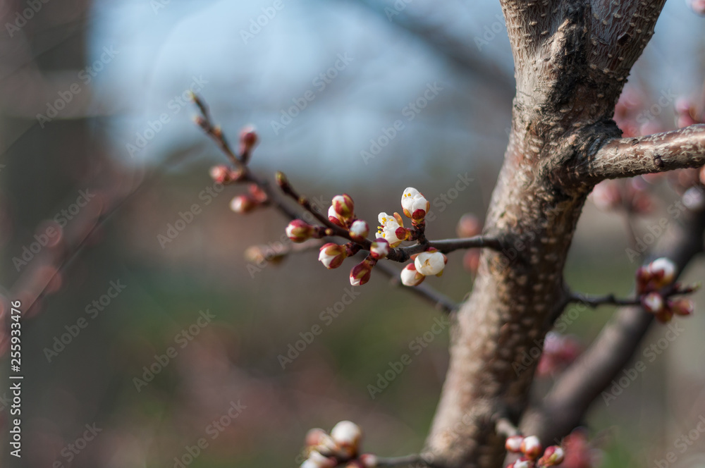 Blossoming cherry tree, a branch close-up with not yet blooming white flowers and young green leaves against a blue sky Blossoming cherry tree, a branch close-up with not yet blooming white flowers and young green leaves against a blue sky