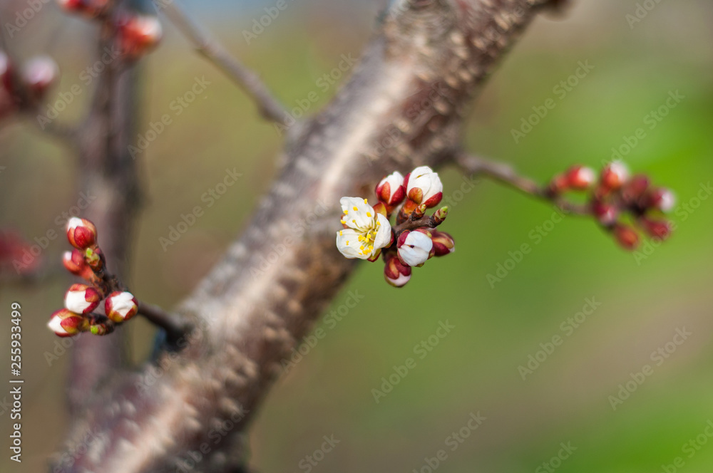 A blooming cherry tree, a branch close-up with white flowers and young green leaves, against the background of green grass A blooming cherry tree, a branch close-up with white flowers and young green leaves, against the background of green grass