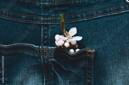 a small sprig of cherries with blooming white flowers and young green leaves inserted into a denim pocket
