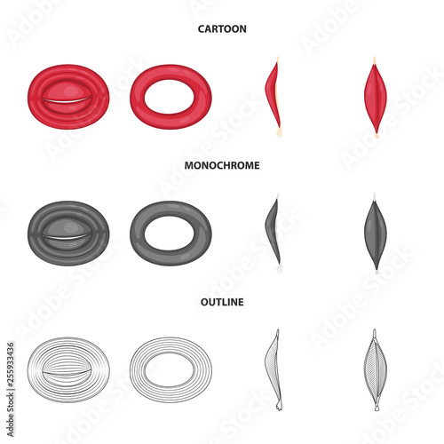 Vector design of fiber and muscular icon. Collection of fiber and body  stock vector illustration.