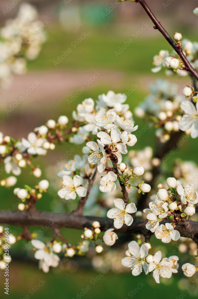 A blooming cherry tree, a branch close-up with white flowers and young green leaves, against the background of green grass A blooming cherry tree, a branch close-up with white flowers and young green leaves, against the background of green grass