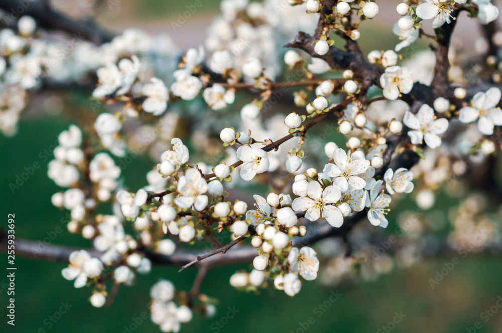 Blossoming cherry tree, a branch close-up with blooming white flowers and young green leaves on a background of blurred white flowers