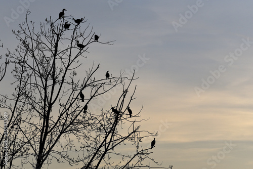 silueta de cormoranes en arbol