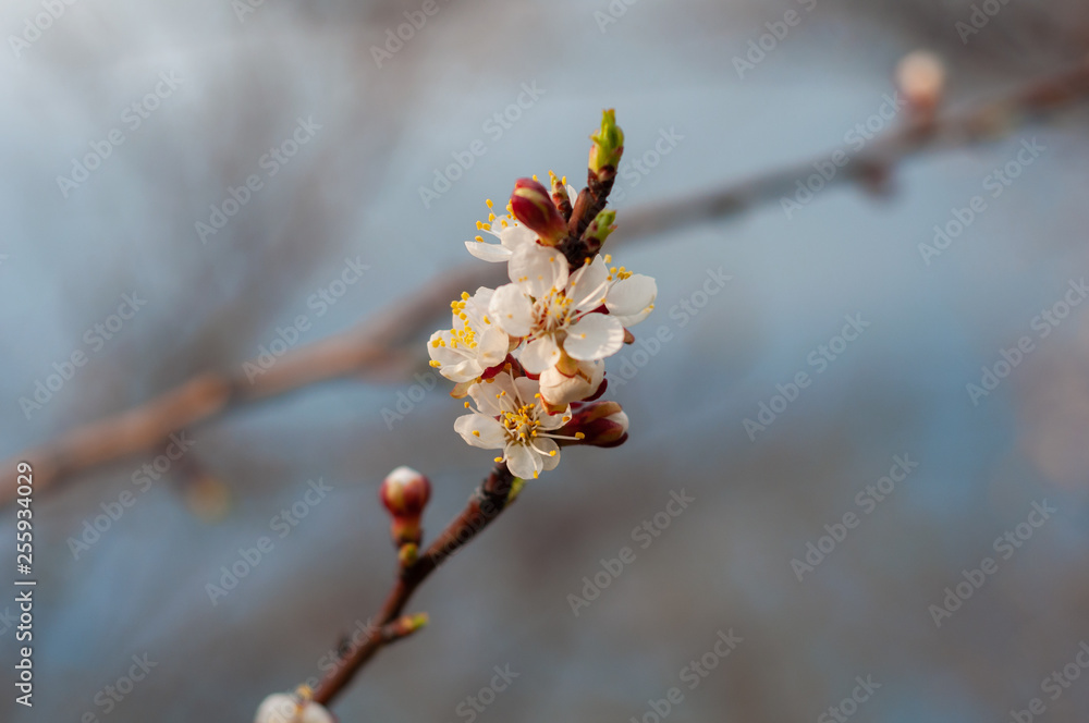 Blossoming cherry tree, a branch close-up with blooming white flowers and young green leaves against a blue sky Blossoming cherry tree, a branch close-up with blooming white flowers and young green leaves against a blue sky