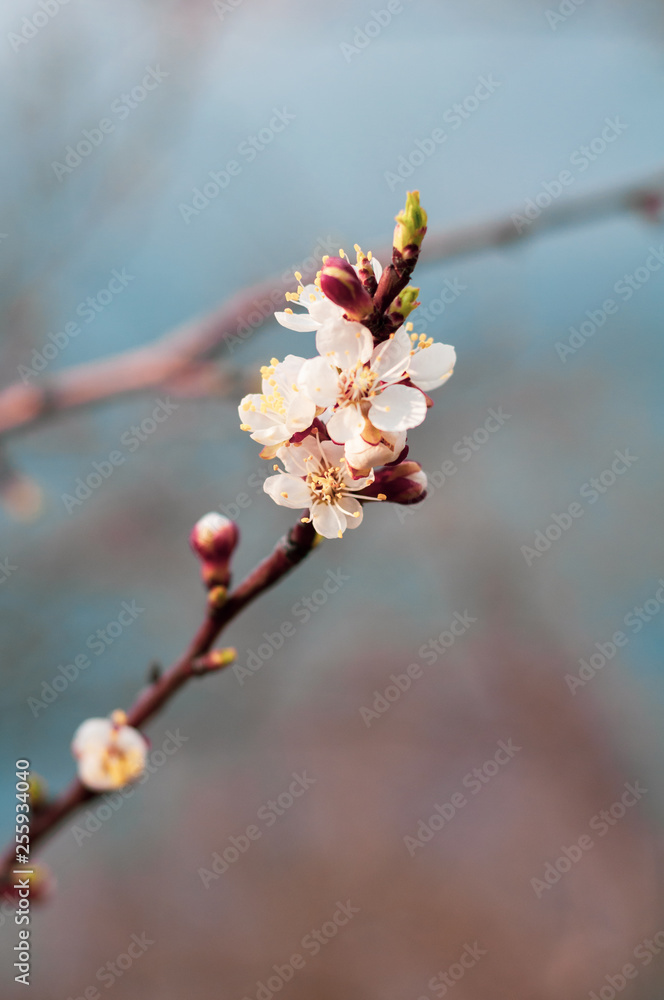 Blossoming apple tree branch against a blue sky Blossoming apple tree branch against a blue sky