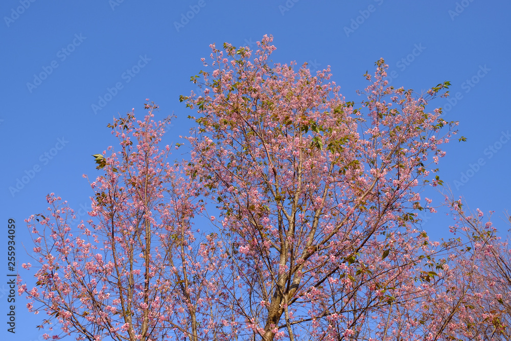 Thailand's sakura or Prunus cerasoides at Phu Lom Lo mountain, Loei , Thailand