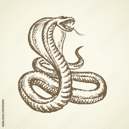 Snake. Vector drawing