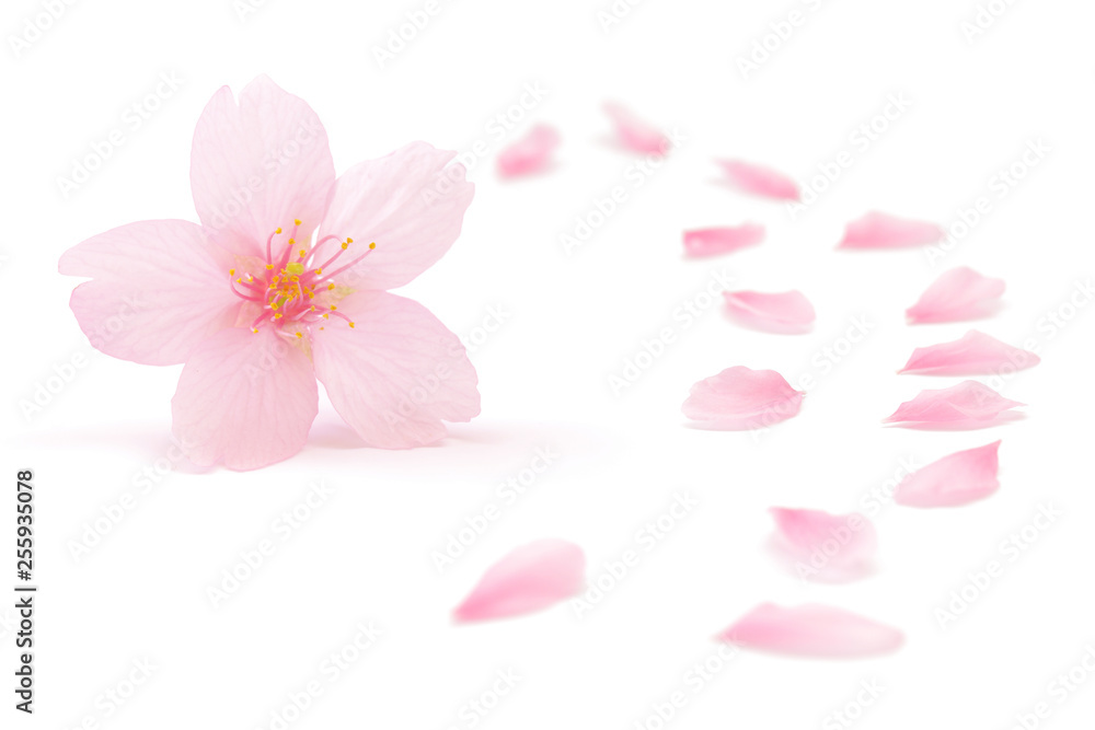 桜 花 春 白 背景