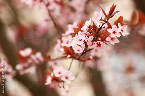 Spring blossom tree