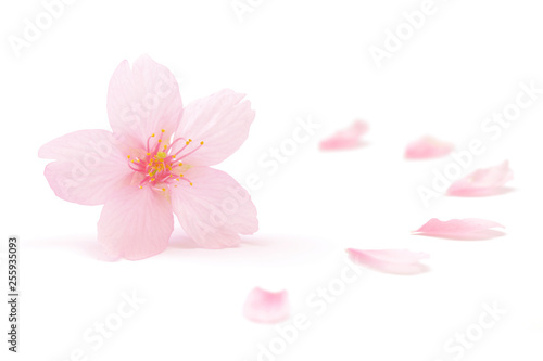 桜 花 春 白 背景