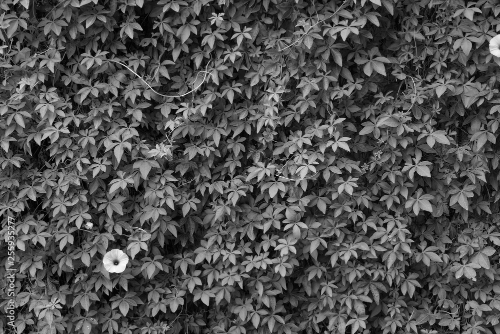 ivy plant ( Ipomoea cairica (L). Sweet ) ivy plant ( Ipomoea cairica (L). Sweet )