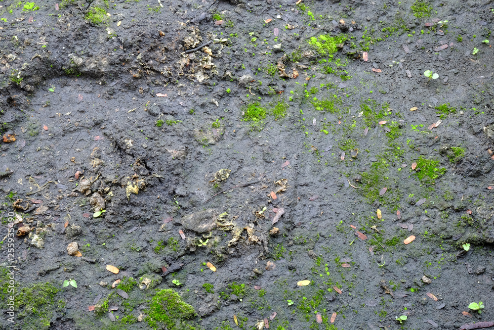 soil wet with moss soil wet with moss